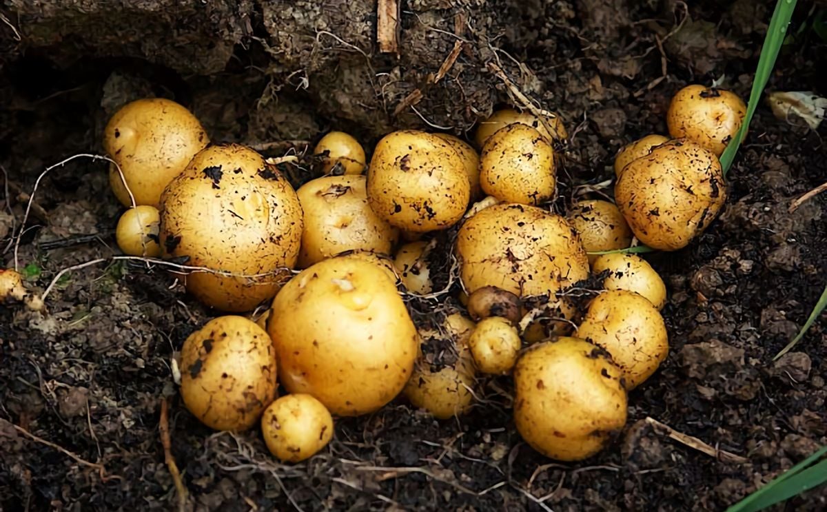 Buen futuro para el puré deshidratado y almidón de papa criolla (Solanum phureja) Buen futuro para el puré deshidratado y almidón de papa criolla (Solanum phureja)