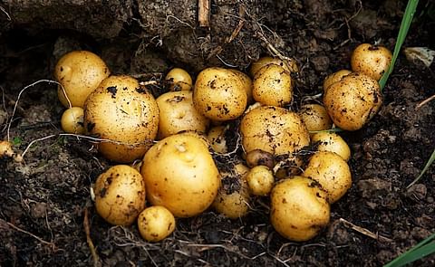 Buen futuro para el puré deshidratado y almidón de papa criolla (Solanum phureja) Buen futuro para el puré deshidratado y almidón de papa criolla (Solanum phureja)