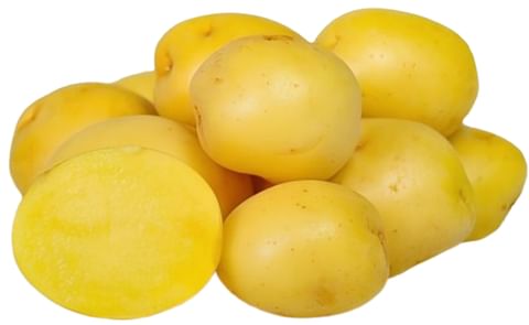 SolHy016 potato variety SolHy016 potato variety