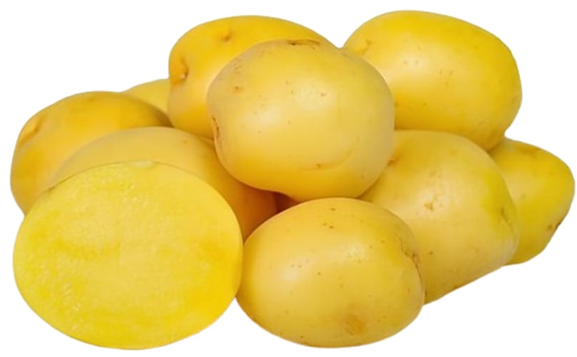 The SolHy016 potato variety significantly boosts yields, producing nearly four times the average in Kenya. The SolHy016 potato variety significantly boosts yields, producing nearly four times the average in Kenya.