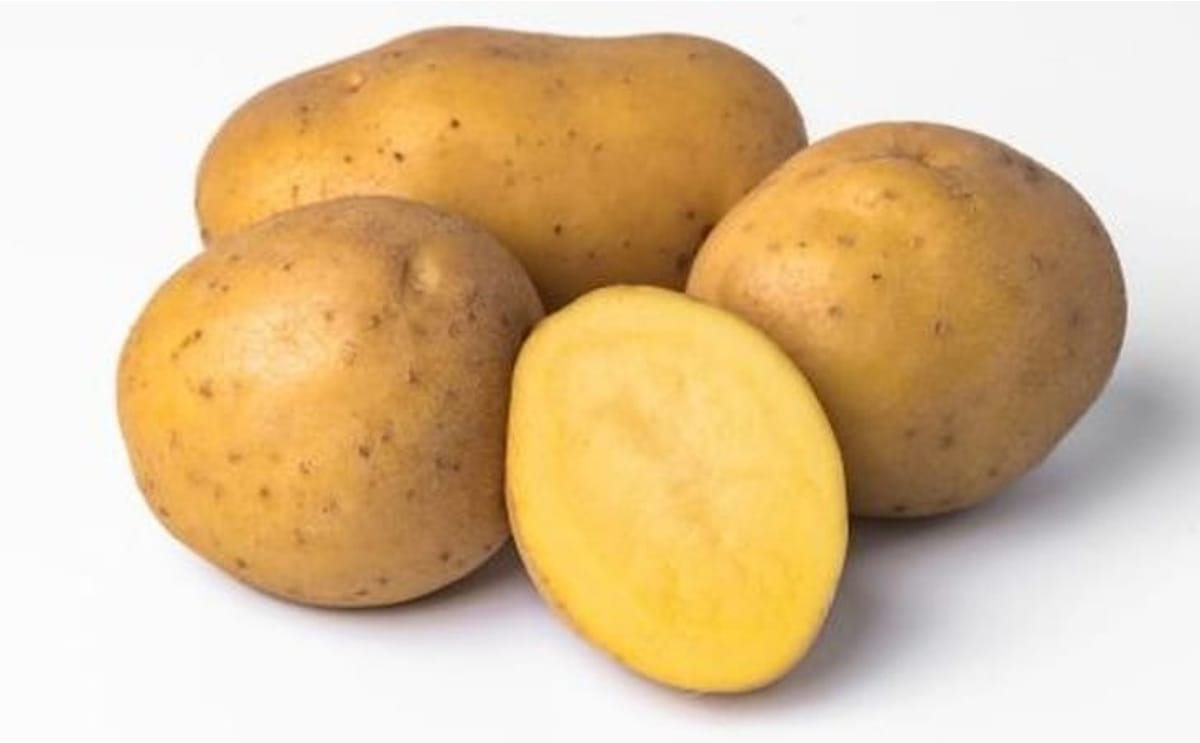 SOLHY023, Solynta's newly approved Hybrid True Potato Seed variety in Kenya, combines stable field performance with strong late blight resistance to support more resilient potato production. SOLHY023, Solynta's newly approved Hybrid True Potato Seed variety in Kenya, combines stable field performance with strong late blight resistance to support more resilient potato production.