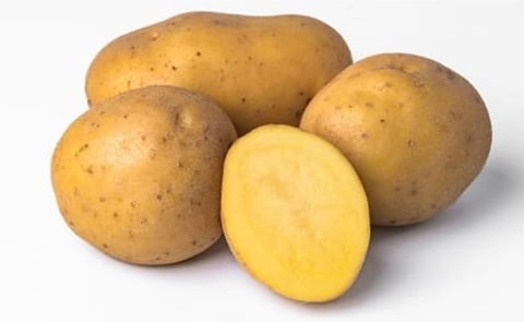 SOLHY023, Solynta's newly approved Hybrid True Potato Seed variety in Kenya, combines stable field performance with strong late blight resistance to support more resilient potato production. SOLHY023, Solynta's newly approved Hybrid True Potato Seed variety in Kenya, combines stable field performance with strong late blight resistance to support more resilient potato production.