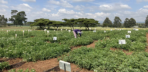 Solynta and Regenz partner to bring hybrid potatoes to South Africa