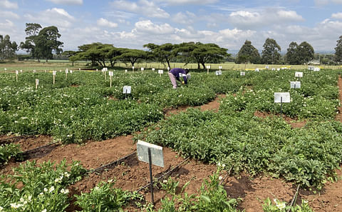 Solynta's trial fields in South Africa