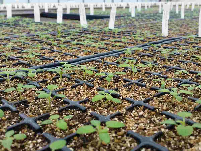 Growing small potato plantlets from seed Growing small potato plantlets from seed