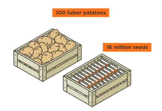 The benefits of Solynta hybrid potato seed.