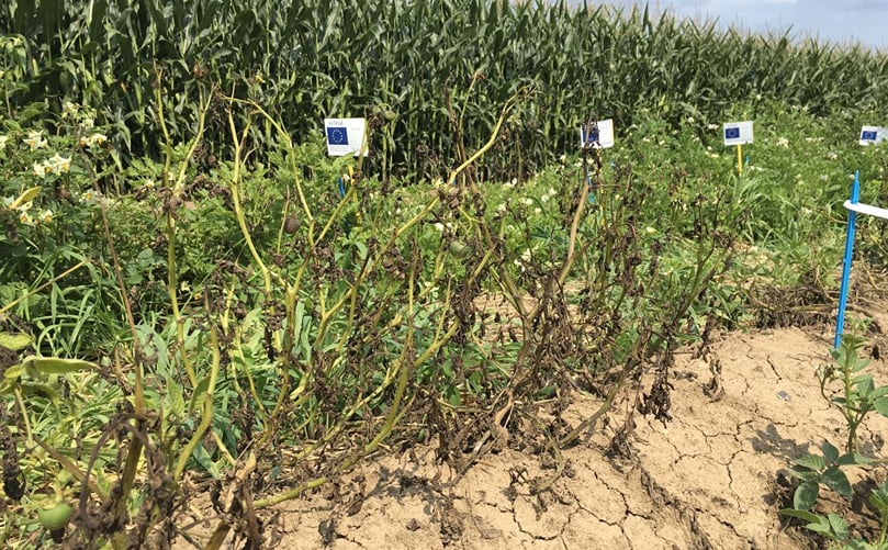 Solynta was able to cross-breed multiple resistance genes against Phytophthora infestans into the potato plant within a two-year period. The potato plants in the test field with two resistance genes are perfectly healthy Solynta was able to cross-breed multiple resistance genes against Phytophthora infestans into the potato plant within a two-year period. The potato plants in the test field with two resistance genes are perfectly healthy