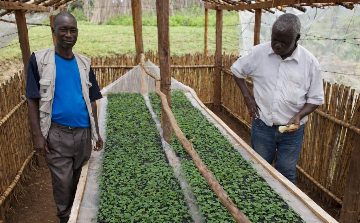 The potential of hybrid potato cultivars in East Africa The potential of hybrid potato cultivars in East Africa