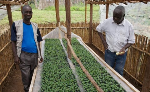 Potato seedlings grown from true potato seed Potato seedlings grown from true potato seed