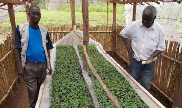 The potential of hybrid potato cultivars in East Africa
