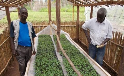 Potato seedlings grown from true potato seed Potato seedlings grown from true potato seed