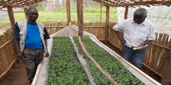 The potential of hybrid potato cultivars in East Africa