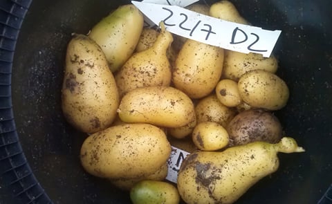 Potato tubers of one of the founder lines of Solynta. These parental plants could be the first self-compatible, diploid potato plants ever grown. Homozygous parents are needed for the creation of hybrids. Potato tubers of one of the founder lines of Solynta. These parental plants could be the first self-compatible, diploid potato plants ever grown. Homozygous parents are needed for the creation of hybrids.