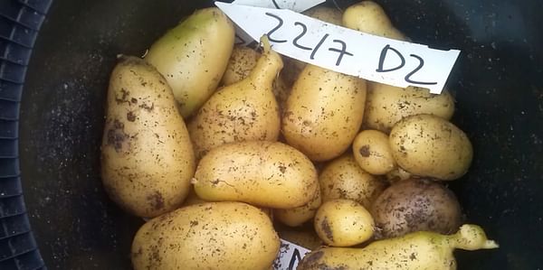 Better and stronger potatoes using hybrid breeding