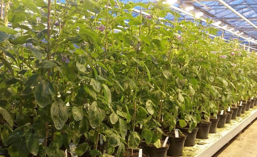 Complex potato genome further unveiled by Scientists from Solynta and Wageningen University & Research (WUR)