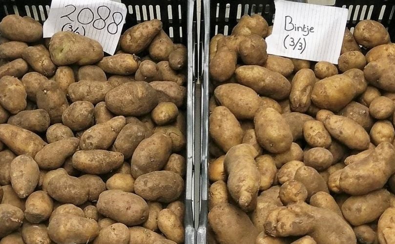 Comparing one of the Solynta Hybrids with Bintje, the traditional potato variety in the Netherlands for potato processing Comparing one of the Solynta Hybrids with Bintje, the traditional potato variety in the Netherlands for potato processing