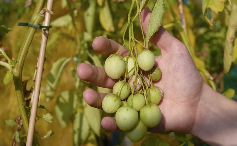 Potato Berries Potato Berries