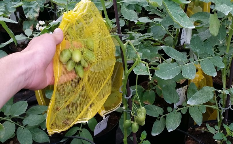 Collecting potato berries for seeds Collecting potato berries for seeds