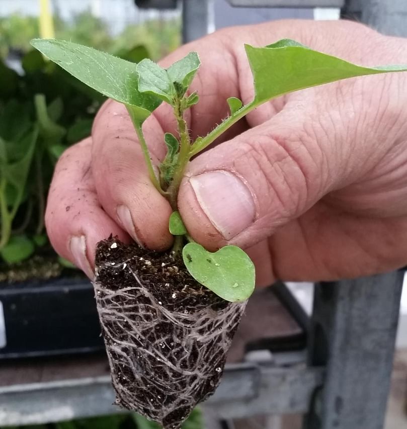 Potato plants of this size are planted in an already tilled ridge