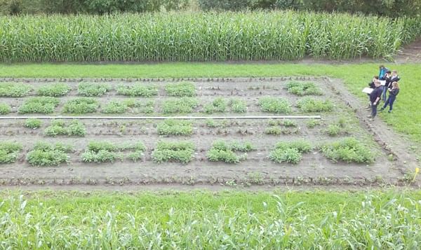 Solynta's revolutionary hybrid breeding technology protects potato from late blight by multi-resistance