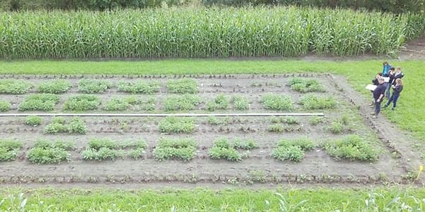 Solynta's revolutionary hybrid breeding technology protects potato from late blight by multi-resistance