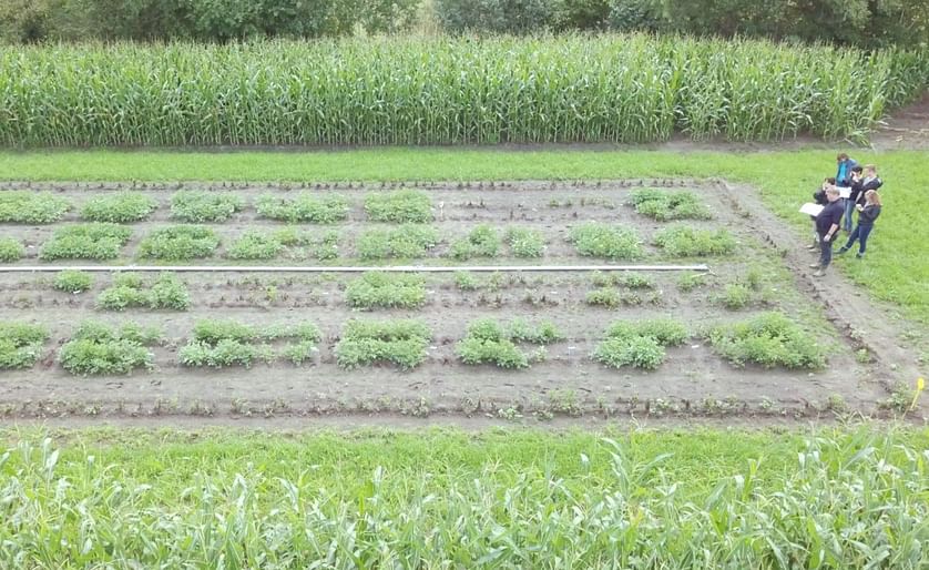 In a hidden experimental field in Wageningen, the Netherlands, surrounded by tall maize plants, there are several smaller plots with potato plants. In some of these plots there are only dead plants, in others the plants have been affected by late blight (