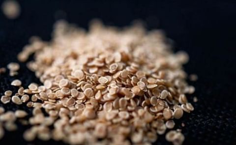 Solynta 'Hybrid Potatoes from True Seeds' Technology named Dutch National Icon Solynta 'Hybrid Potatoes from True Seeds' Technology named Dutch National Icon