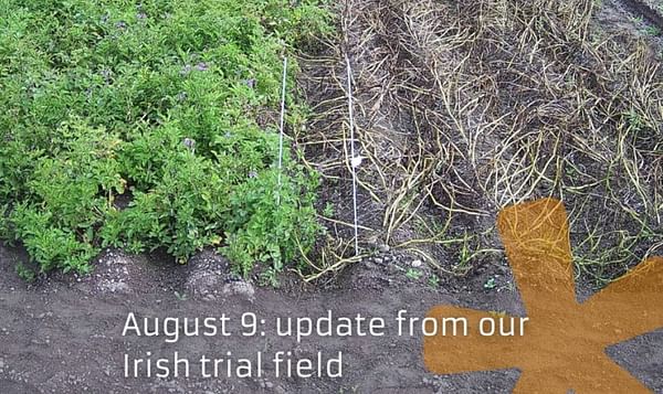 Solynta's Latest Hybrid Potato Variety Shows Remarkable Late Bligh Resistance in Field Trial