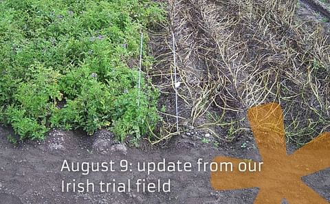 Solynta's Latest Hybrid Potato Variety Shows Remarkable Late Bligh Resistance in Field Trial 
