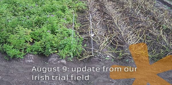 Solynta's Latest Hybrid Potato Variety Shows Remarkable Late Bligh Resistance in Field Trial