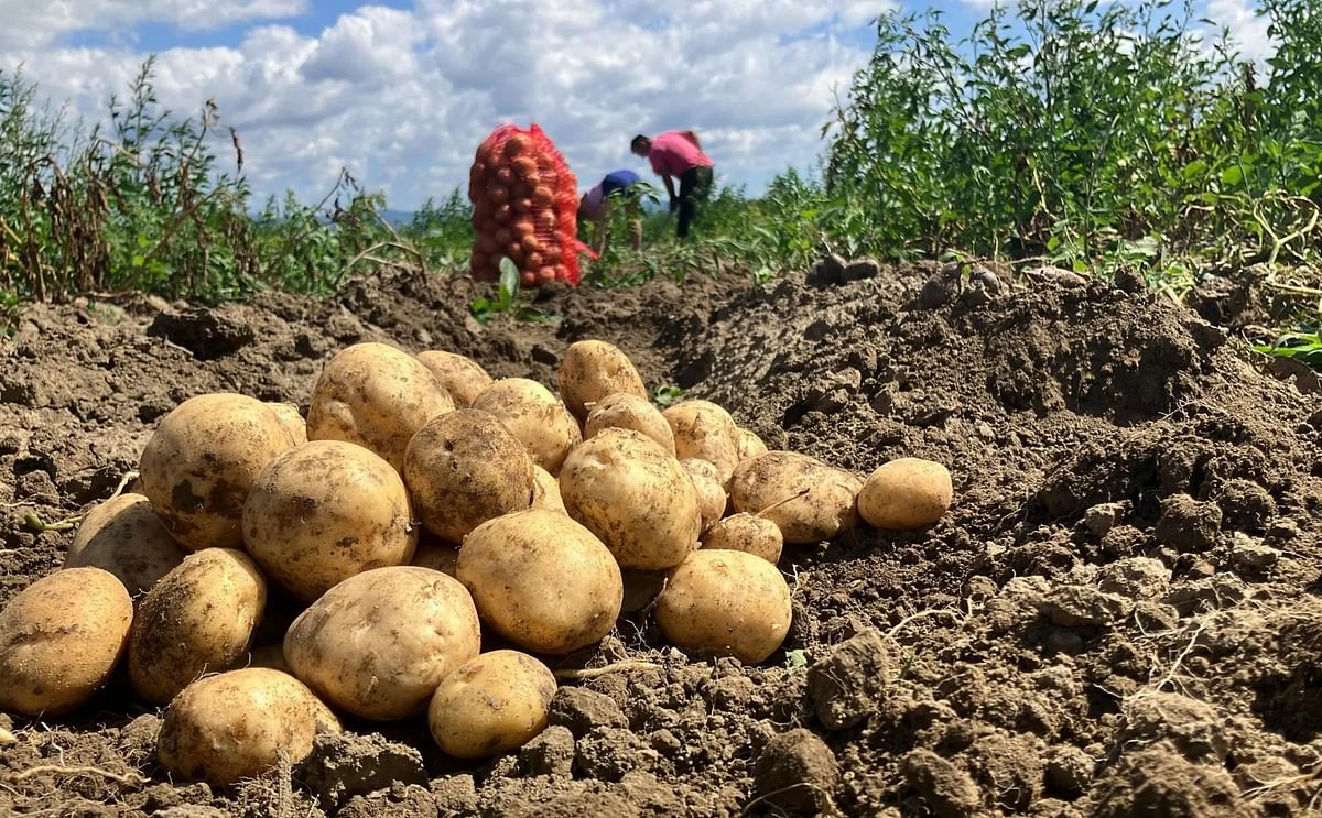 Solynta's Potato Hybrids Double Kenyan Farmers' Yields Without Fungicides Solynta's Potato Hybrids Double Kenyan Farmers' Yields Without Fungicides