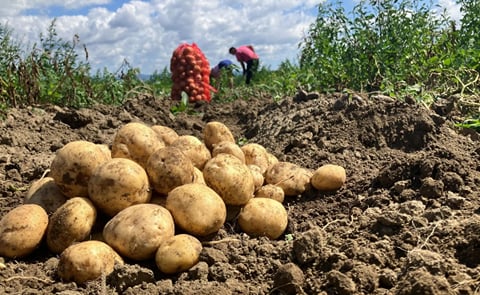 Solynta's Potato Hybrids Double Kenyan Farmers' Yields Without Fungicides Solynta's Potato Hybrids Double Kenyan Farmers' Yields Without Fungicides
