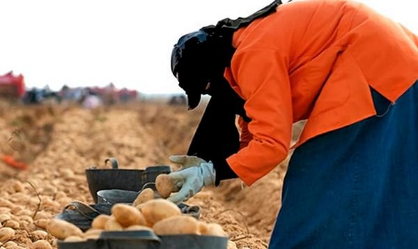 Contract farming of potatoes best practice in Egypt