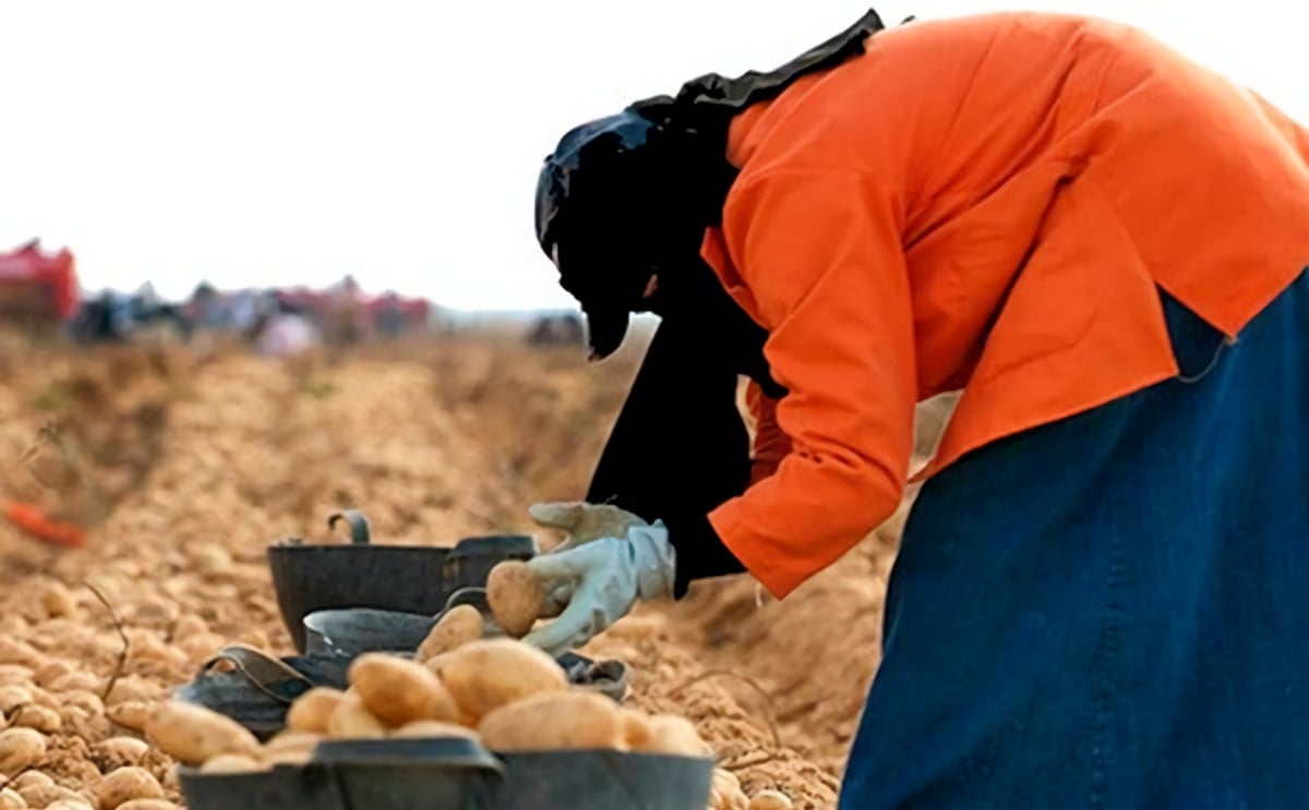 Contract farming of potatoes best practice in Egypt Contract farming of potatoes best practice in Egypt