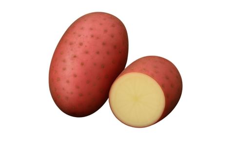 SORKH GUL (LAVKAR) SORKH GUL (LAVKAR)