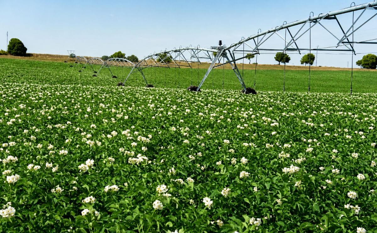 El sector vive con preocupación la subida en el precio de fertilizantes y combustibles.