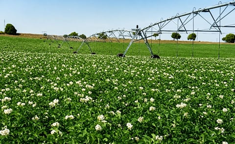 El sector vive con preocupación la subida en el precio de fertilizantes y combustibles. El sector vive con preocupación la subida en el precio de fertilizantes y combustibles.