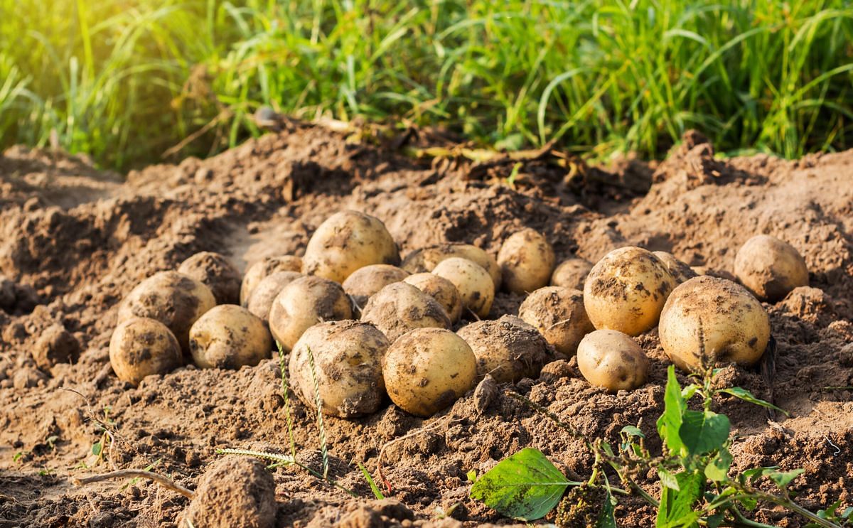 South Africa Potato Production Receives Added Protection with New ...