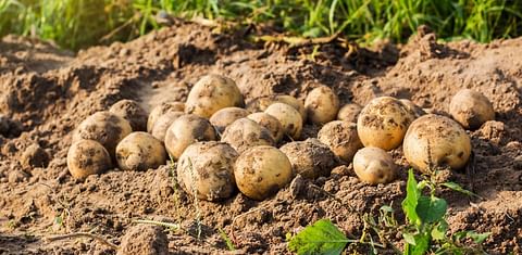 South Africa Potato Production Receives Added Protection with New Generation Fungicide of Corteva Agroscience