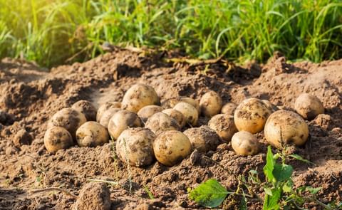 South Africa Potato Production Receives Added Protection with New Generation Fungicide of Corteva Agroscience
South Africa Potato Production Receives Added Protection with New Generation Fungicide of Corteva Agroscience
