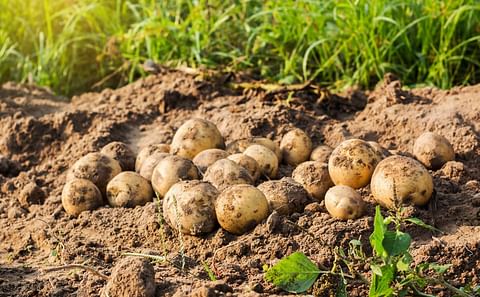 South Africa Potato Production Receives Added Protection with New Generation Fungicide of Corteva Agroscience
