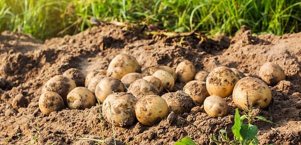 South Africa Potato Production Receives Added Protection with New Generation Fungicide of Corteva Agroscience