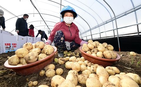Food crisis in Ukraine... South Korean domestic potato prices soar.