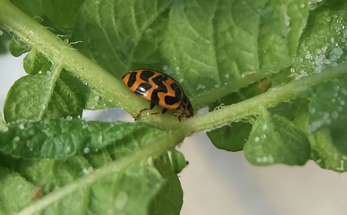 Ejemplar de mariquita Ejemplar de mariquita
