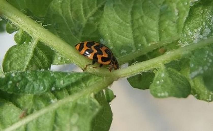 Potato Psyllid control with the Southern ladybird advances to field tests