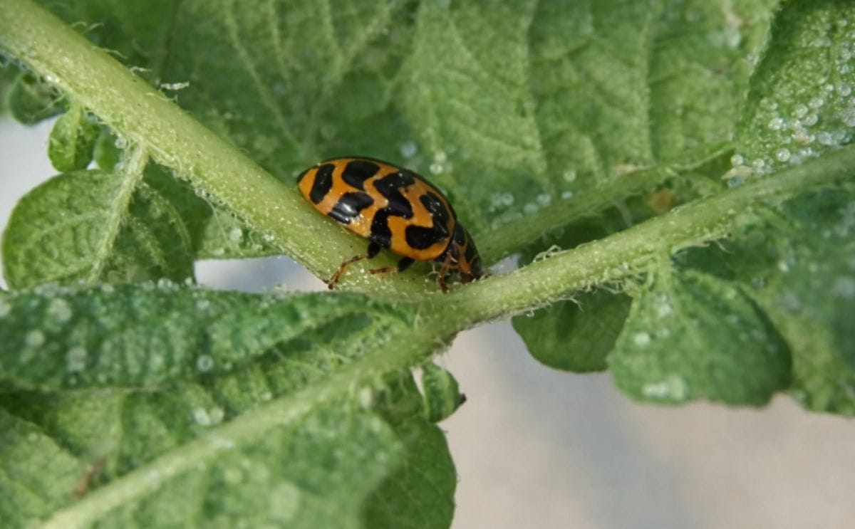 Southern Ladybird Southern Ladybird