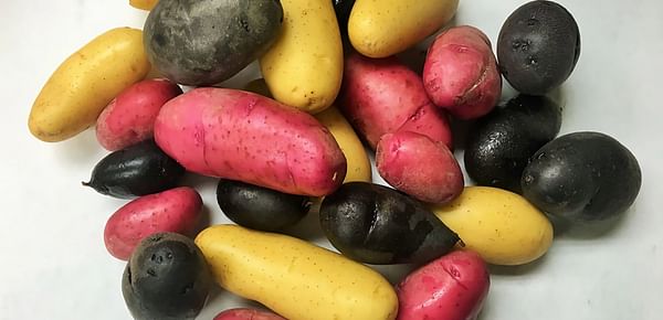 Southwind Farms Fingerling potato shipping in full swing