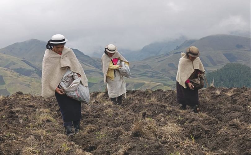 Women farmers sow potatoes in Ecuador’s Chimborazo region Women farmers sow potatoes in Ecuador’s Chimborazo region