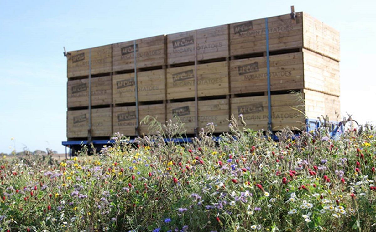 Wildflowers could control aphid-borne viruses in potatoes
