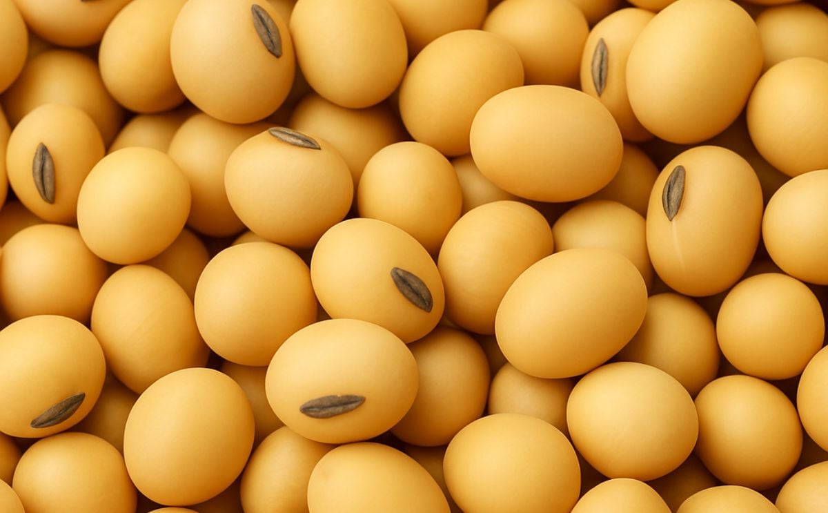 Soybean Soybean
